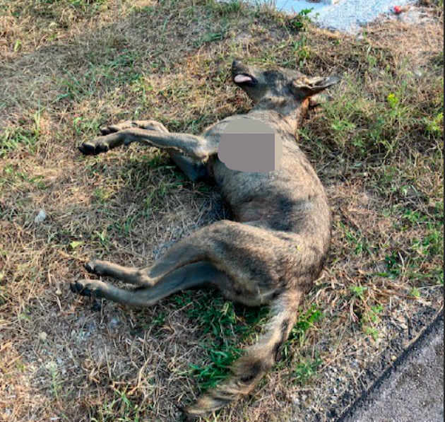 Toter Wolfsrüde in Tulln gefunden