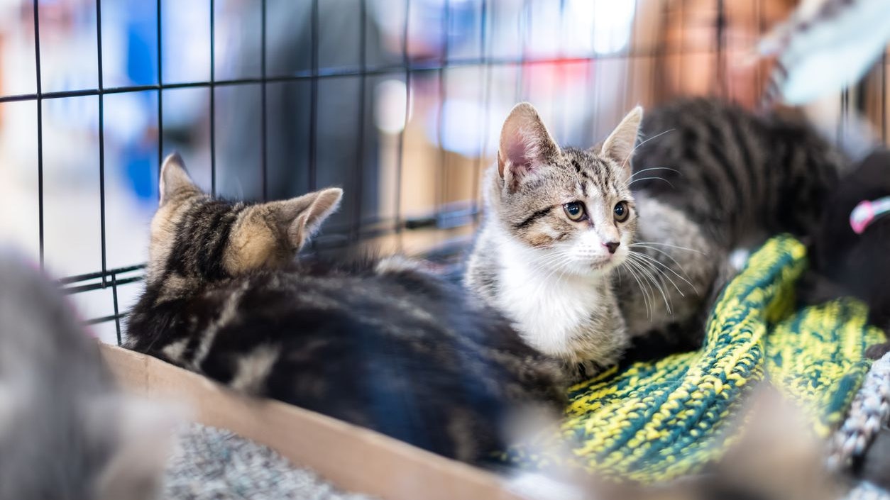 Das Tierheim der Stadt Baden ist am Limit - in mehrfacher Hinsicht. 