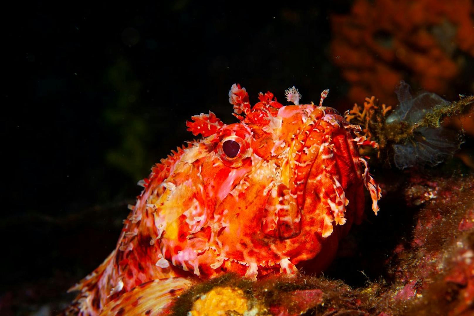 <strong>Der Skorpionfisch</strong>. Ihre Stacheln sind mit giftigem Schleim überzogen und kommen gern zum Einsatz, wenn sich der Fisch bedroht fühlt. Der Stich ist ziemlich unangenehm, aber nicht lebensbedrohlich.