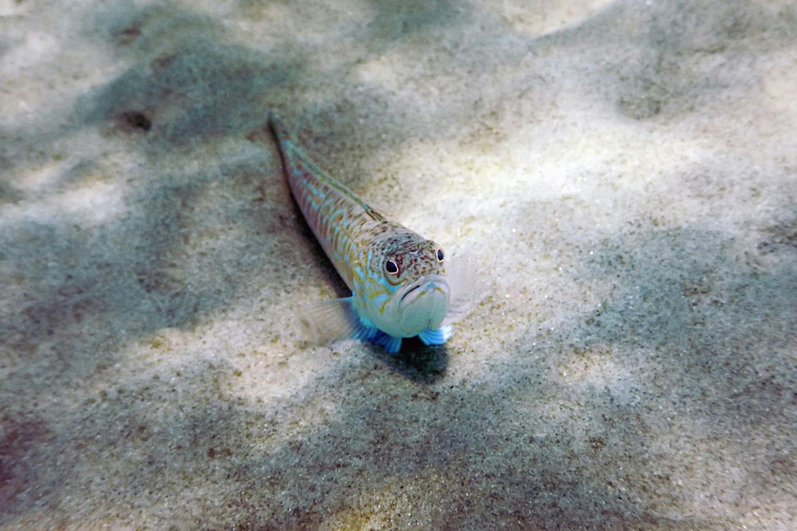 Das <strong>Petermännchen</strong> schaut schon so grantig drein, also "bitte nicht stören". Schwierig nur, weil sich dieser Fisch im Sand des flachen Wassers vergräbt und man ziemlich leicht drauftreten kann. Anstatt wegzuschwimmen reckt er seine Rückenstacheln in die Höhe und die habens in sich: Schwellung an der Einstichstelle, Fieber, Erbrechen, Schwitzen, Krämpfe und in seltenen Fällen sogar Bewusstlosigkeit. Deshalb den Arzt aufsuchen.