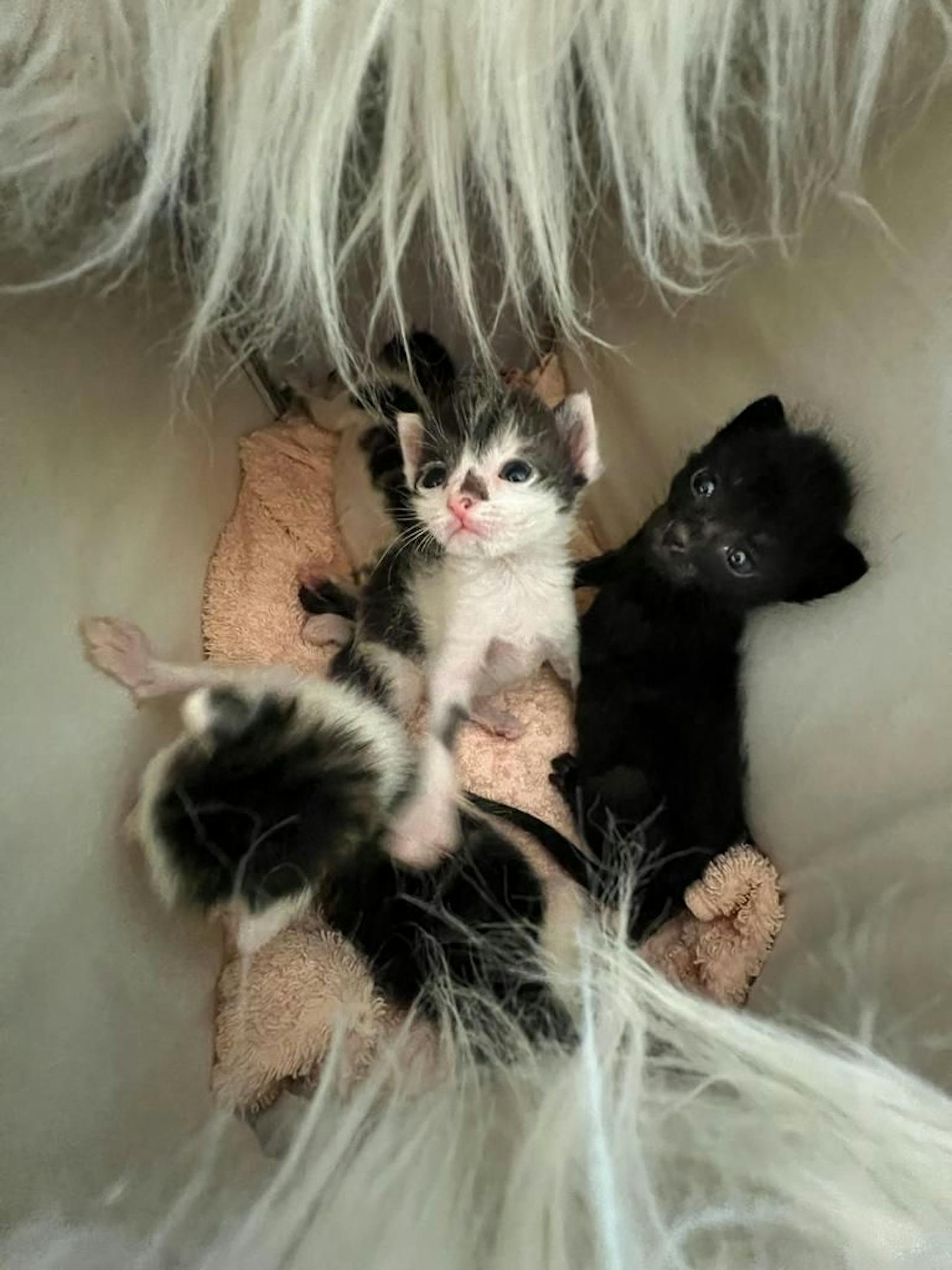Vor etwa zwei Wochen wurden vier kleine Baby-Katzen am Donauinselfest gefunden.