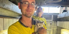 Nanu! ÖAMTC-Mechaniker holten Kätzchen aus Auto