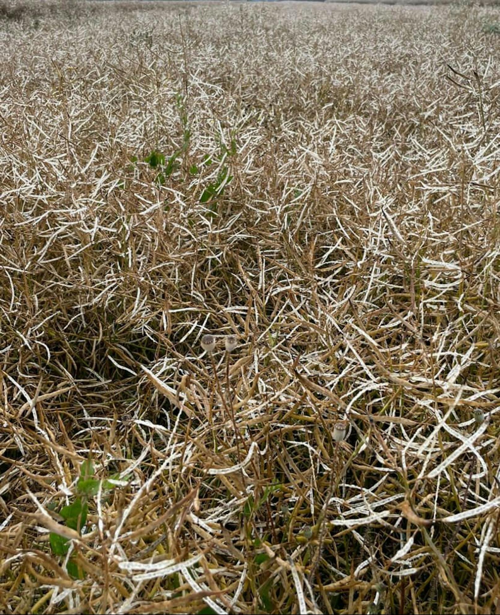 Schäden in Landwirtschaft durch Unwetter am 12. und 13. Juli 2023: Im Bild Raps im Burgenland.