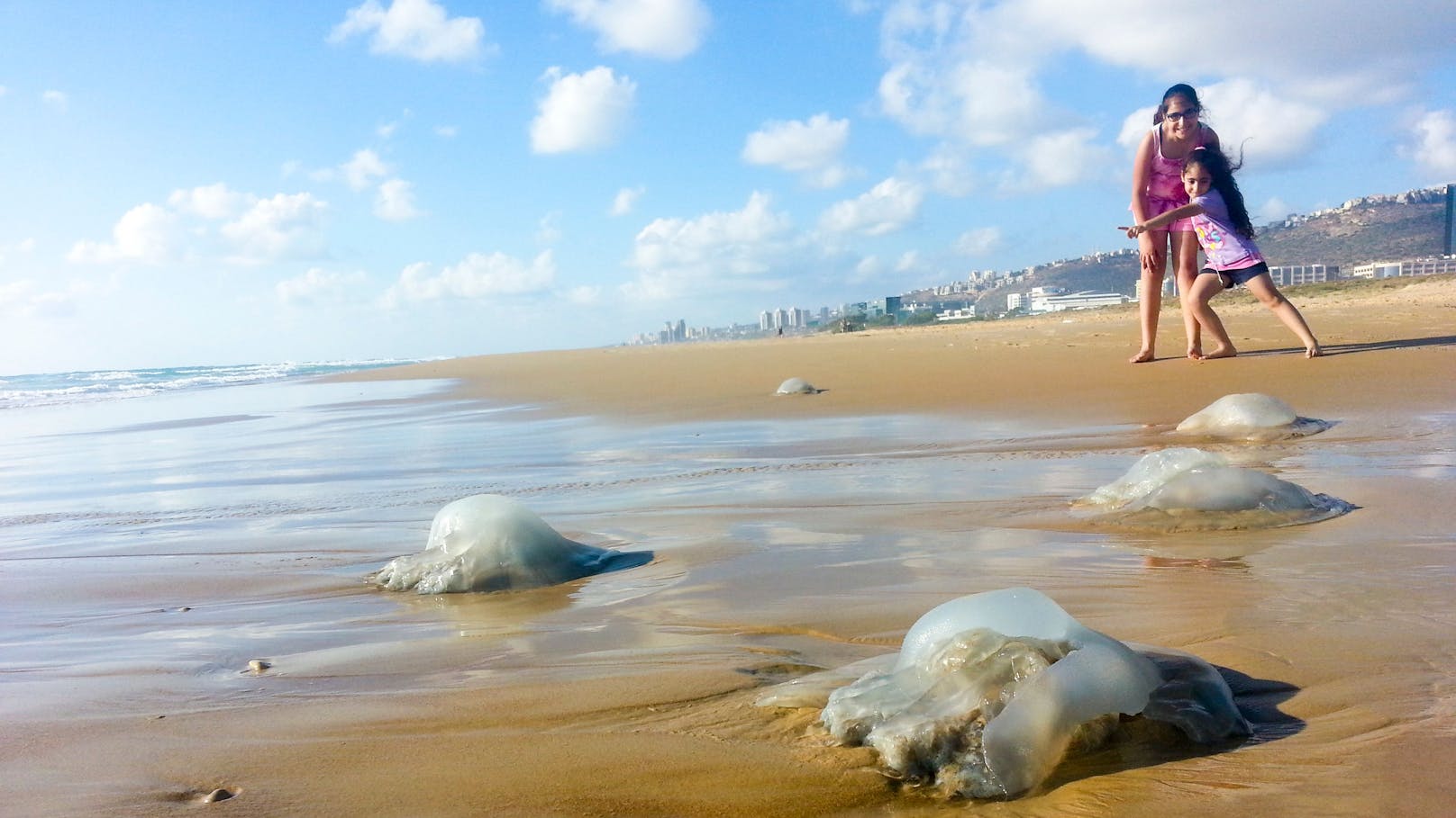 Das mit der Klimaveränderung einhergehende wärmere Wasser hat vermutlich zu einer steigenden Anzahl von Quallen geführt. Zudem verringert die Überfischung ihre natürlichen Feinde.