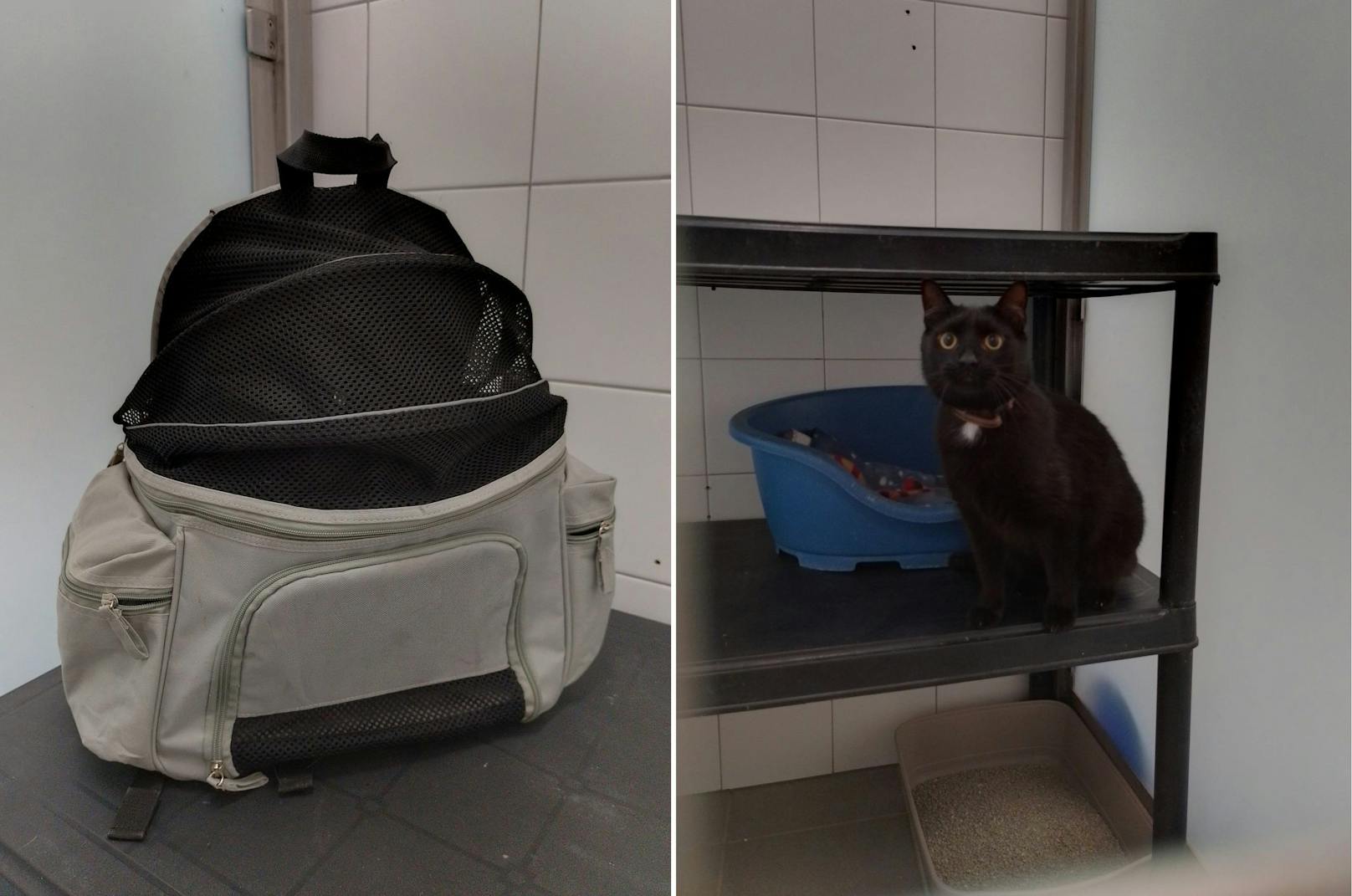 Der hübsche Kater wurde einfach in einem Rucksack vor die Türe des Heims gestellt.&nbsp;