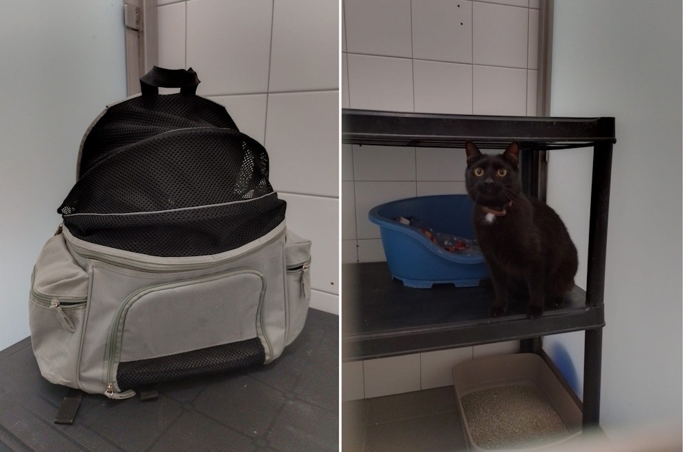 Der hübsche Kater wurde einfach in einem Rucksack vor die Türe des Heims gestellt. 