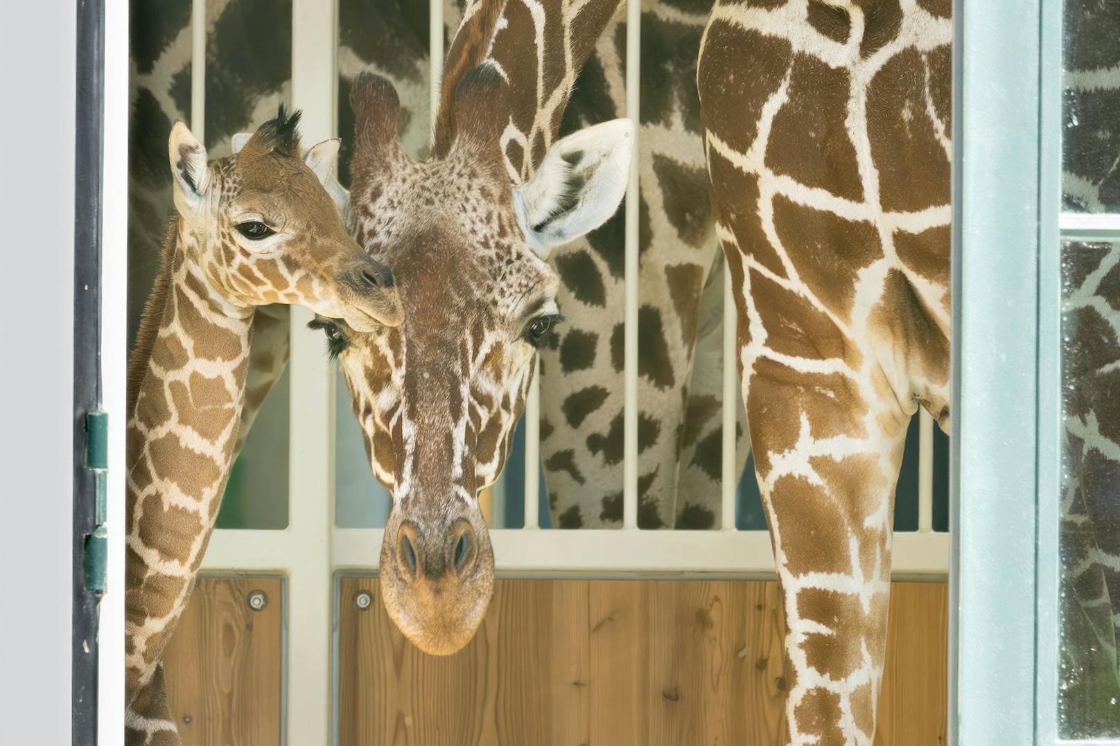 Eineinhalb Jahre nach dem letzten Zuchterfolg brachte eine Giraffenkuh nun ihr zweites Kalb zur Welt.