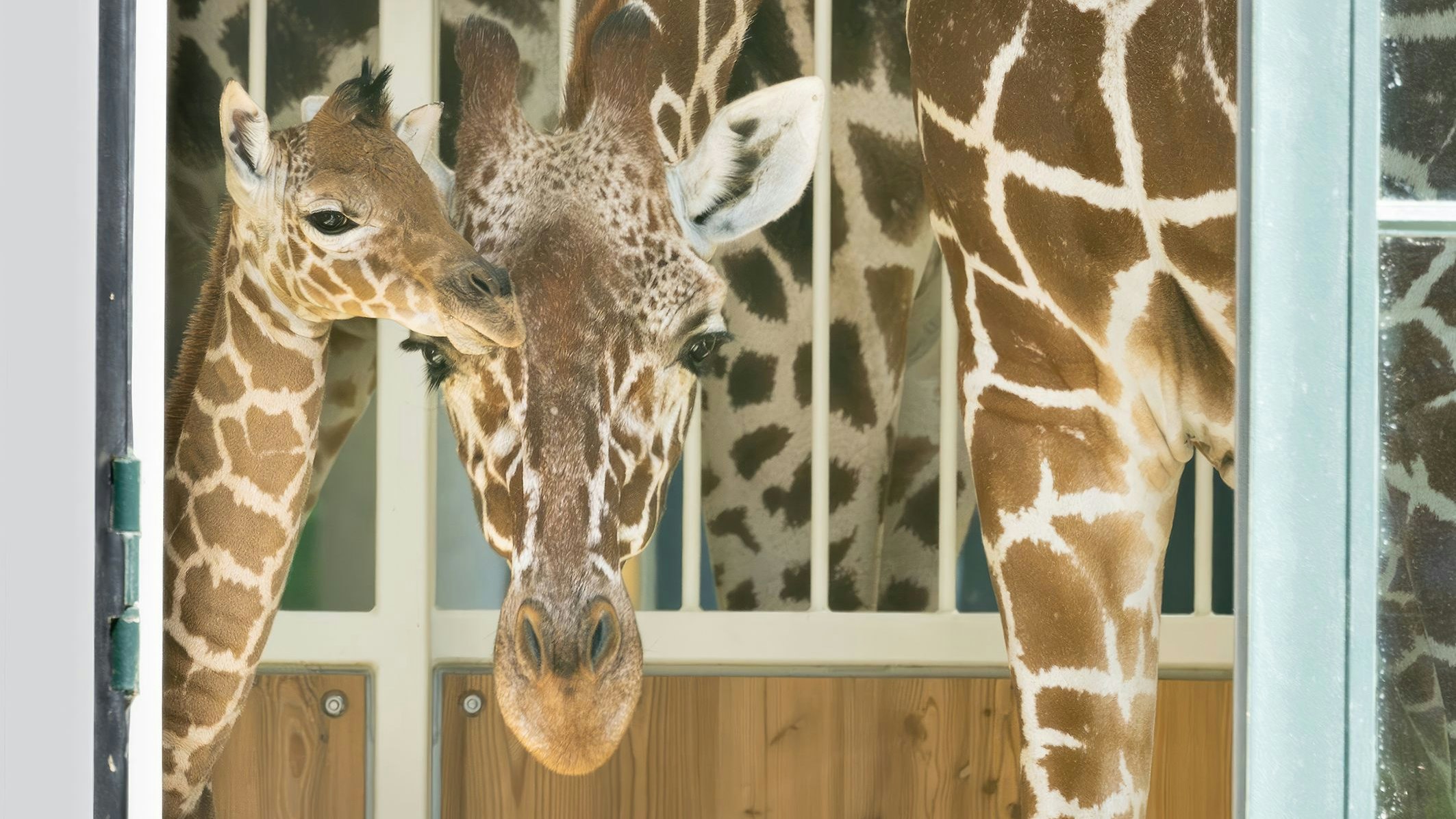 Giraffen-Nachwuchs im Tiergarten Schönbrunn