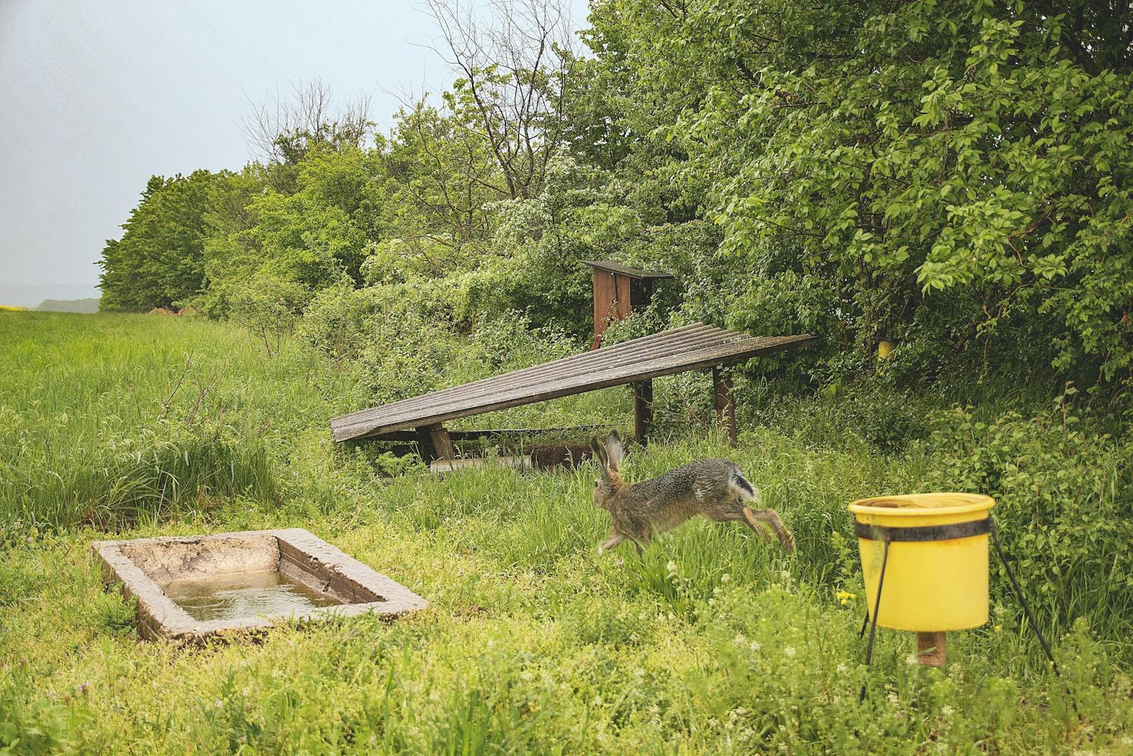 Hasen, Rebhühner, Fasane oder auch Rehe leiden unter der Hitze.