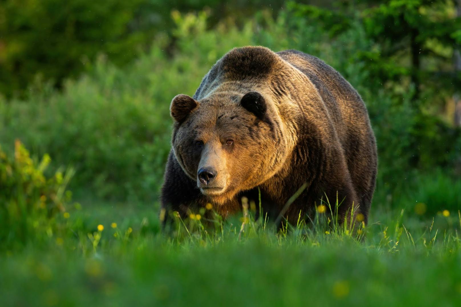 In der Slowakei sind besonders viele Braunbären unterwegs. (Symbolbild)