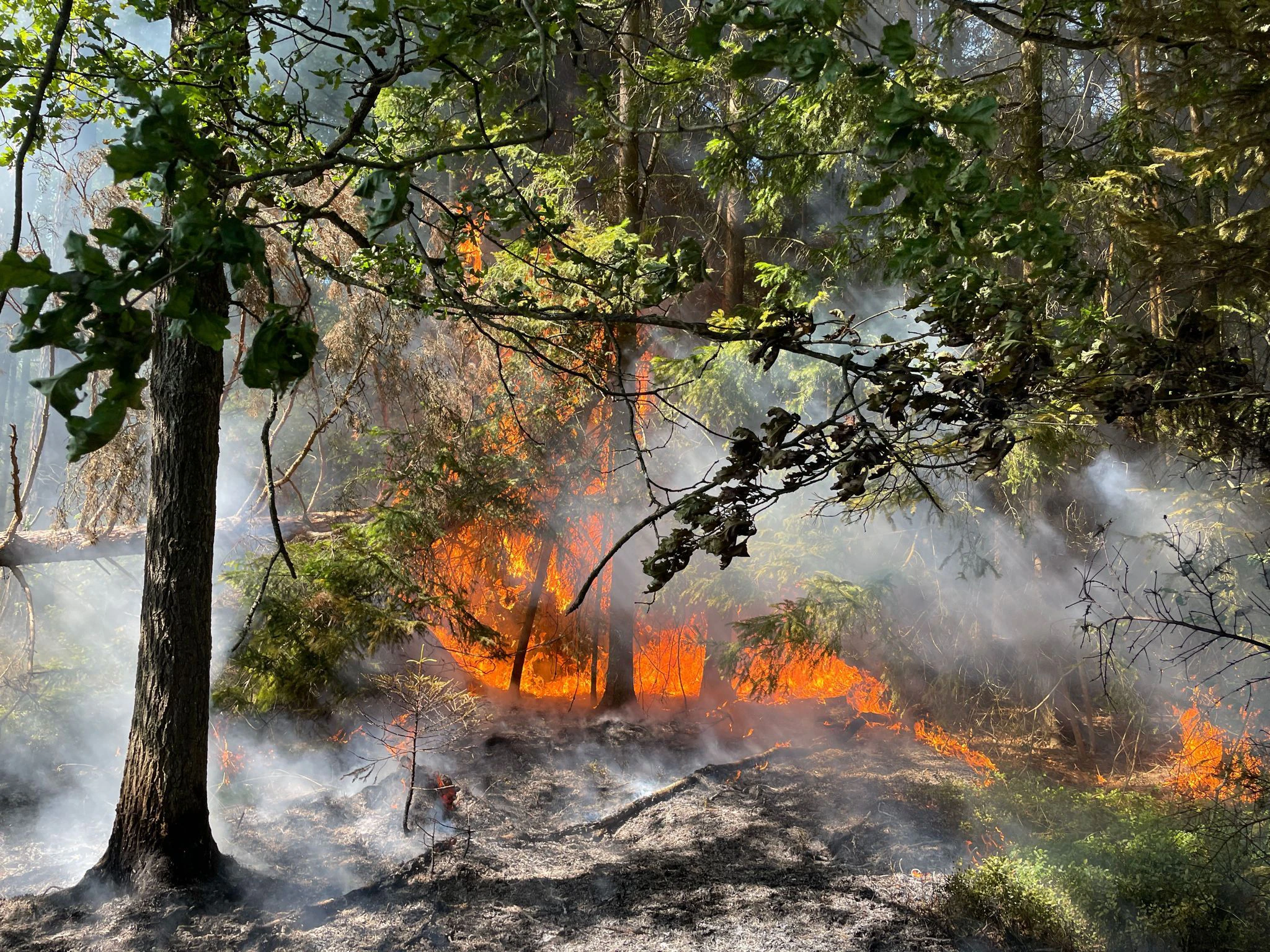 Bahndammbrand entwickelt sich zu Waldbrand in Hoheneich bei Gmünd
