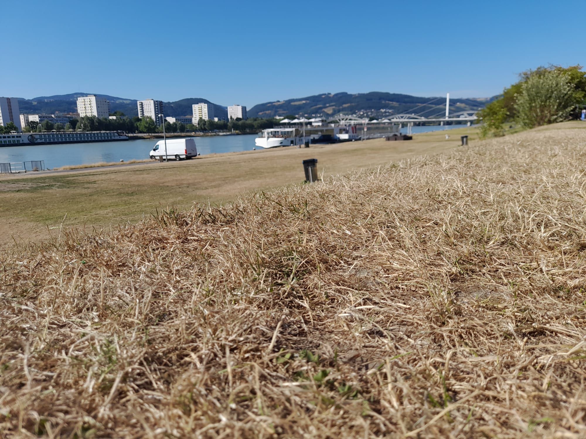 Verdörrtes Gras auf der Donaulände in Linz: Am Wochenende wird es wieder so richtig heiß und trocken.