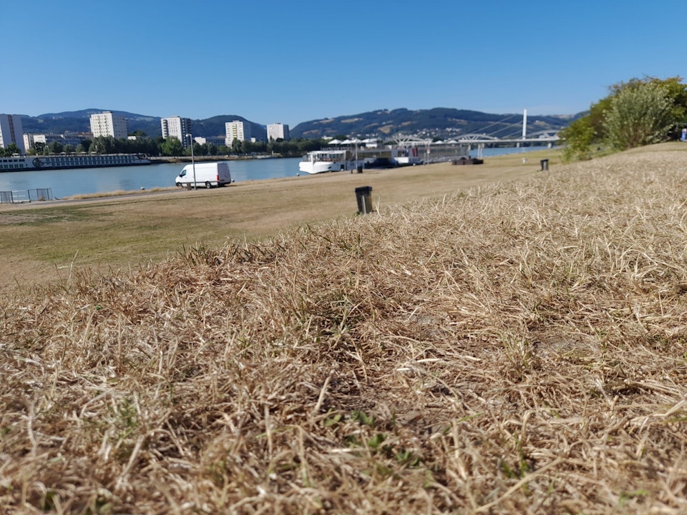 Wenn die Hitzewelle sichtbar wird: Komplett ausgetrocknetes Gras an der Linzer Donaulände.