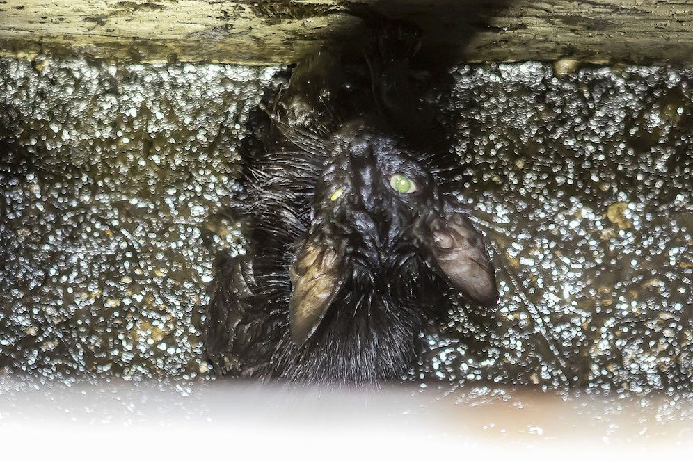 Die kleine Katze wurde von der Feuerwehr gerettet.