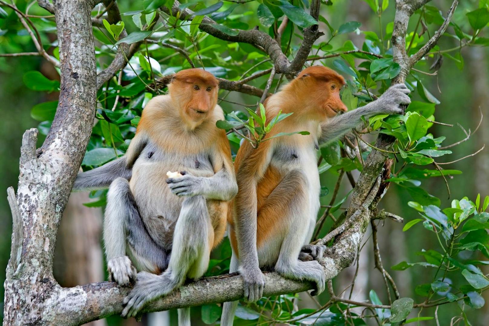 Diese Meerkatzenart kommt ausschließlich auf der Insel Borneo vor.