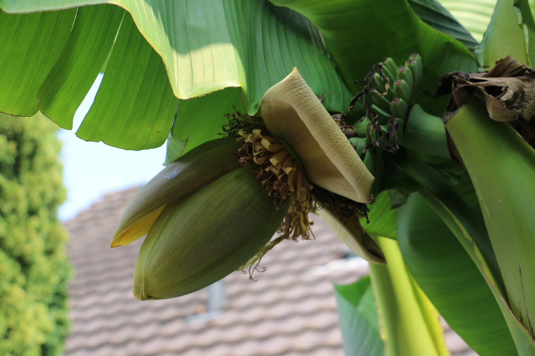 Vor über acht Jahren hat Daniel Burri in seinem Garten Bananen angepflanzt.