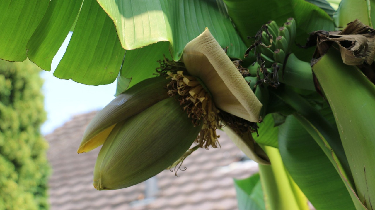 Heute.at - Vor Jahren lachten Nachbarn noch, als er Bananen pflanzte
