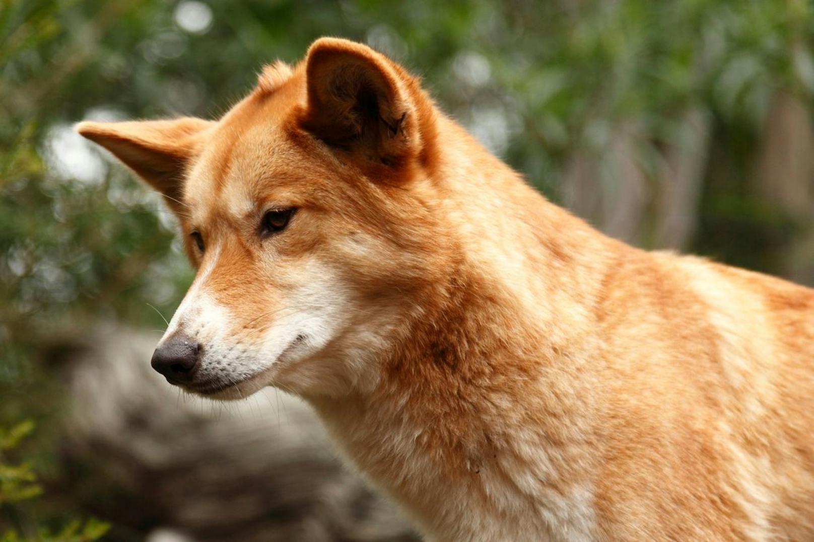 Optisch ähnelt der Dinge ostasiatischen Haushunden und bleibt mit einem Maximalgewicht von etwa 20-25 Kilogramm mittelgroß. In Australien werden die Wildhunde allerdings größer als die asiatischen Verwandten.