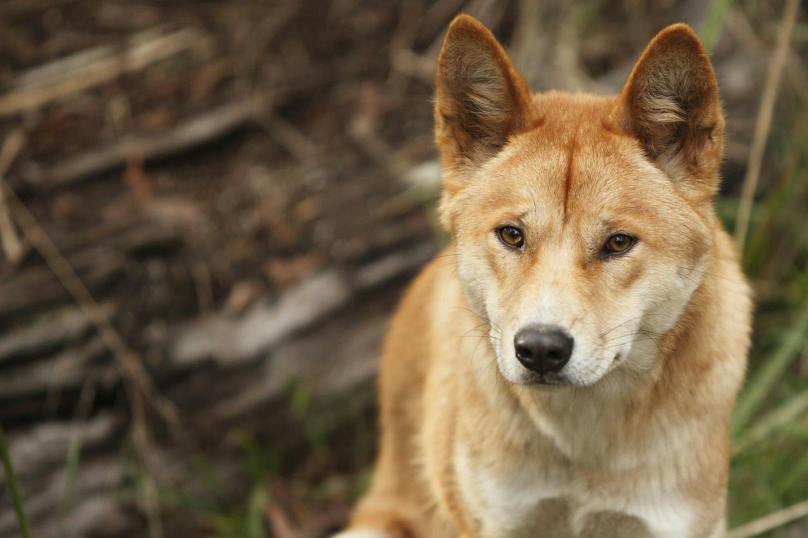 Ursprünglich war der Dingo ein Haushund, der seit tausend Jahren wieder verwilderte.