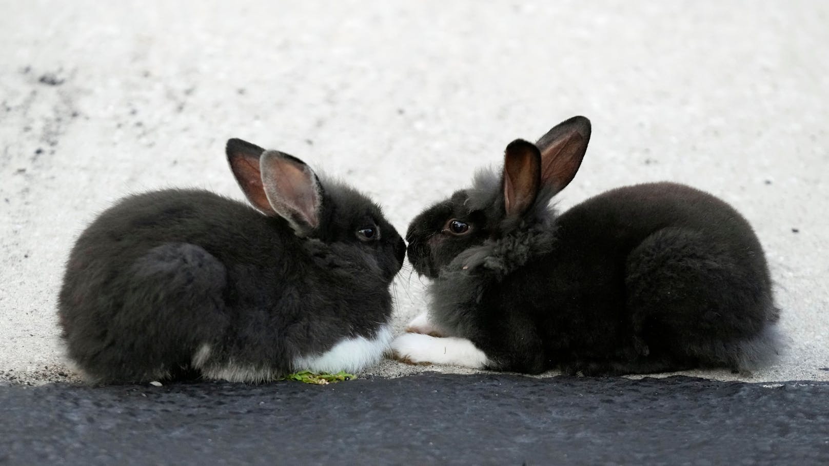 Appell: "Bitte kein echtes Kaninchen im Osternest"