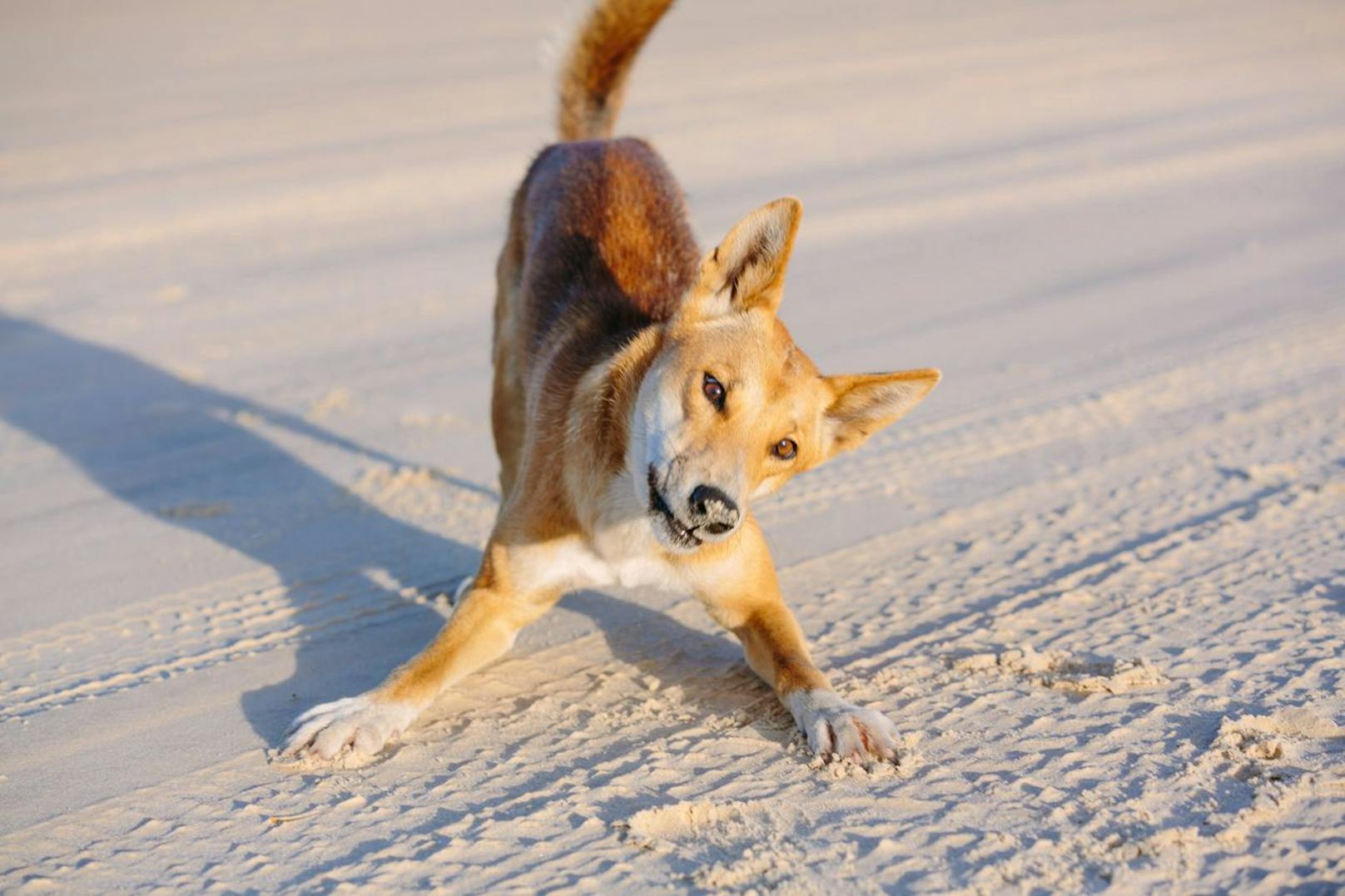 In heißen Regionen beobachtet man, dass Dingos eher nachtaktiv sind - in kühlen Regionen jagen sie auch tagsüber.