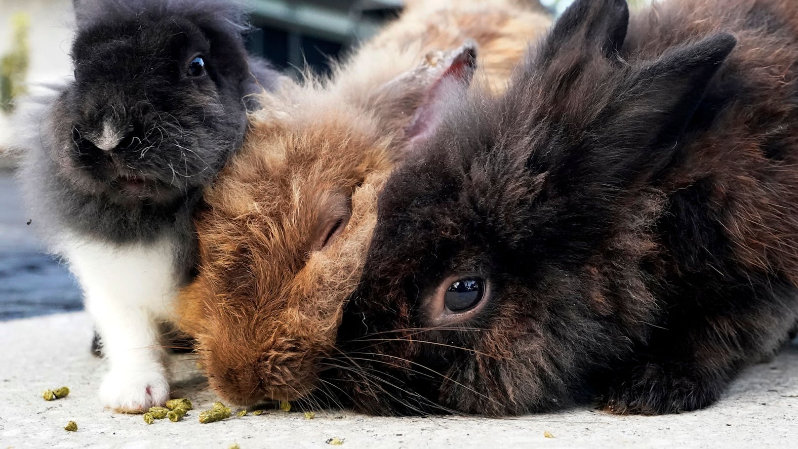 Wiener "schmeißen" alle ihre Kaninchen weg