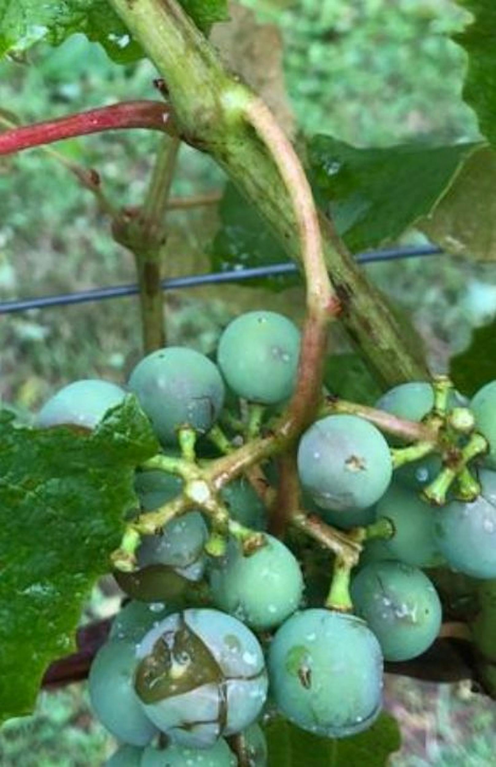 Hagelschäden/Wein