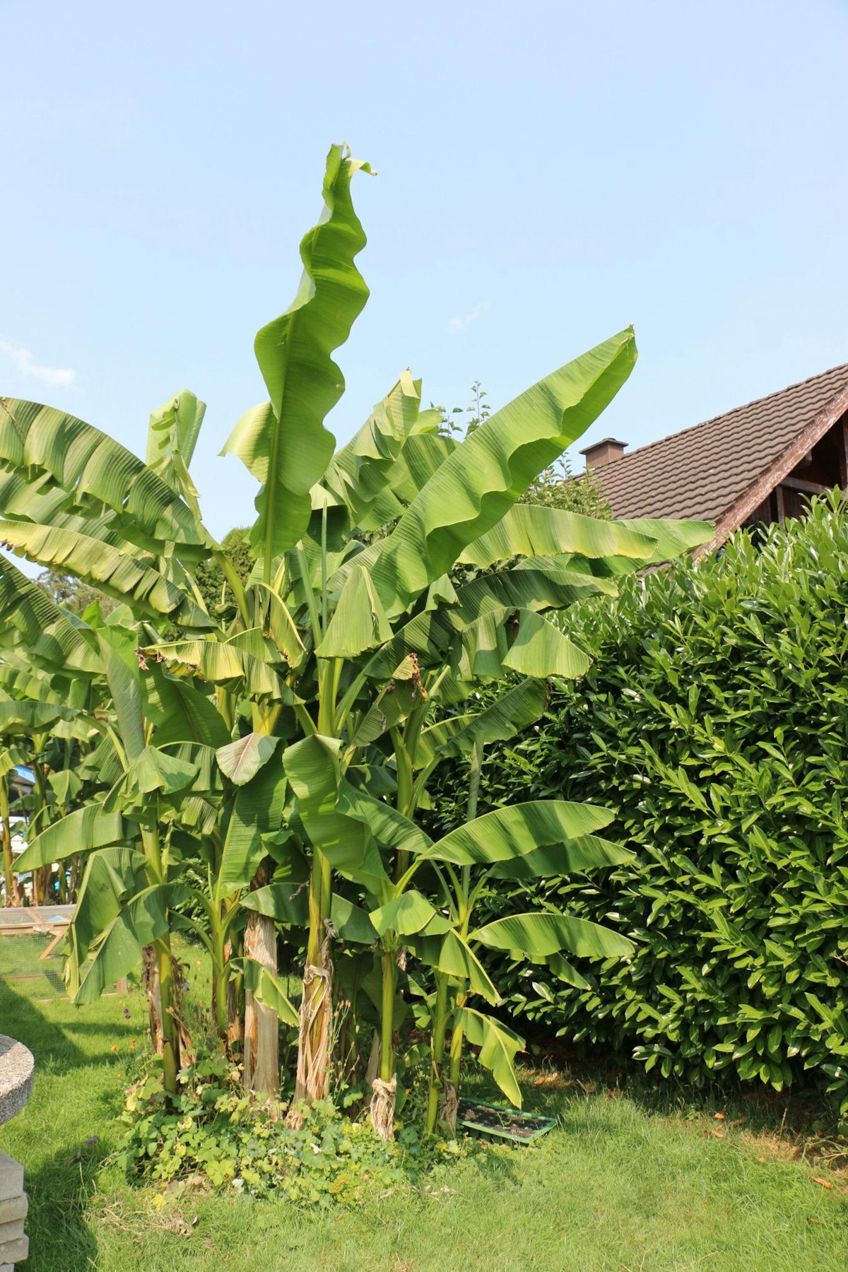 Damit wollte er etwas "mediterranes Klima" in den Schweizer Thurgau bringen.