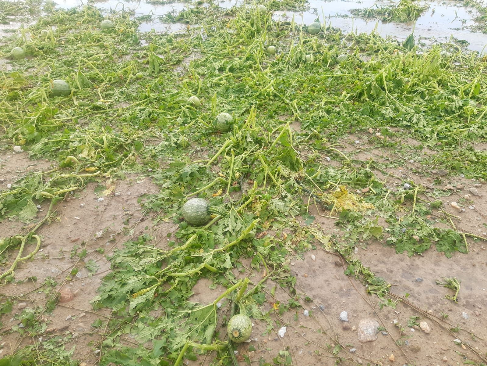 Die steirischen Kürbisse hat es völlig zerfetzt.