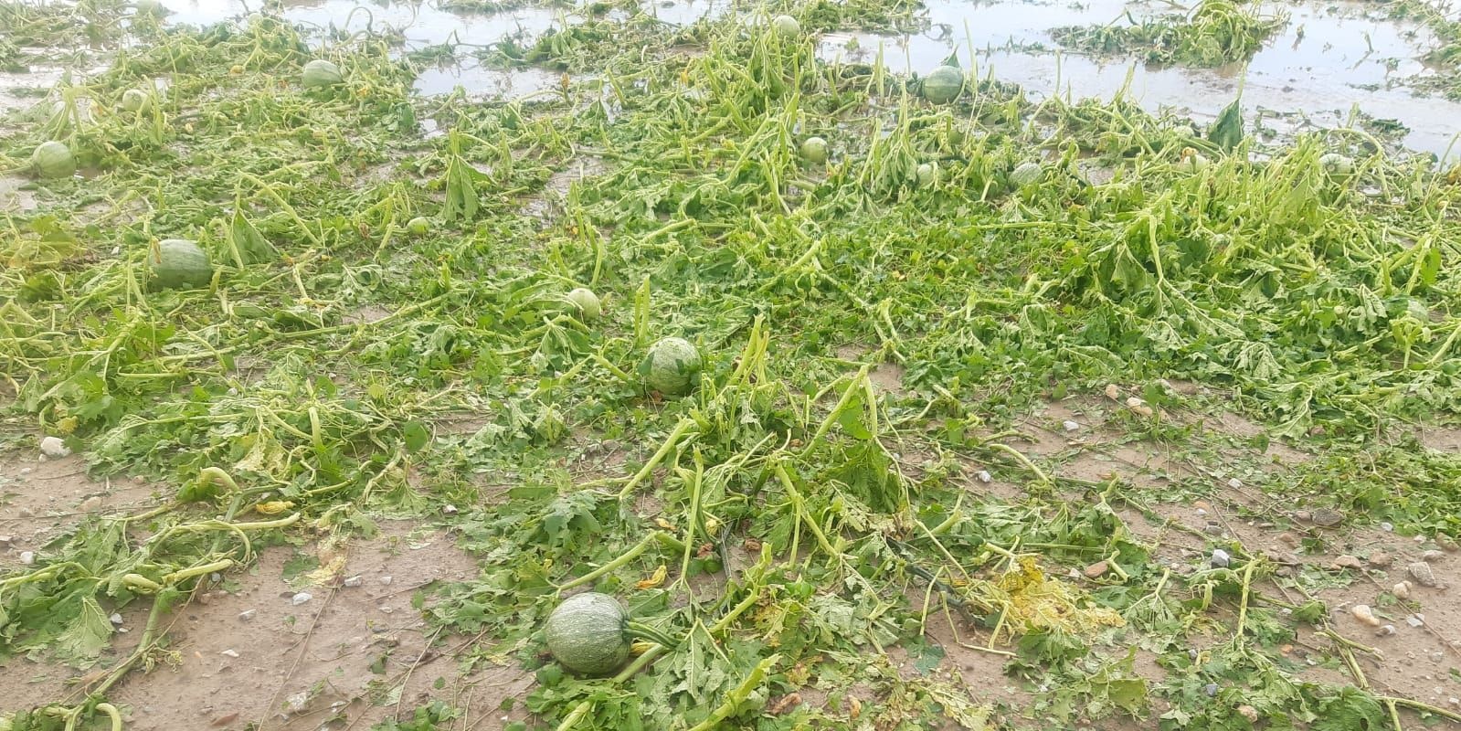 BILD zu OTS - Hagelschden/Krbis