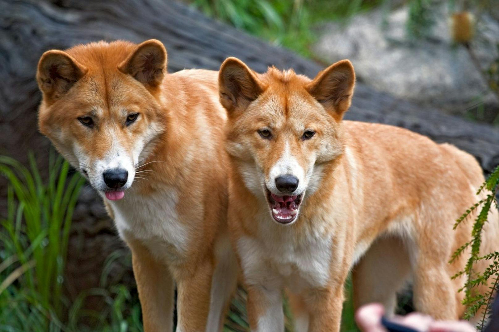 Dingos kommunizieren eher wie der Wolf durch Heulen und Fieben miteinander und weniger mit lautstarkem Gebell.