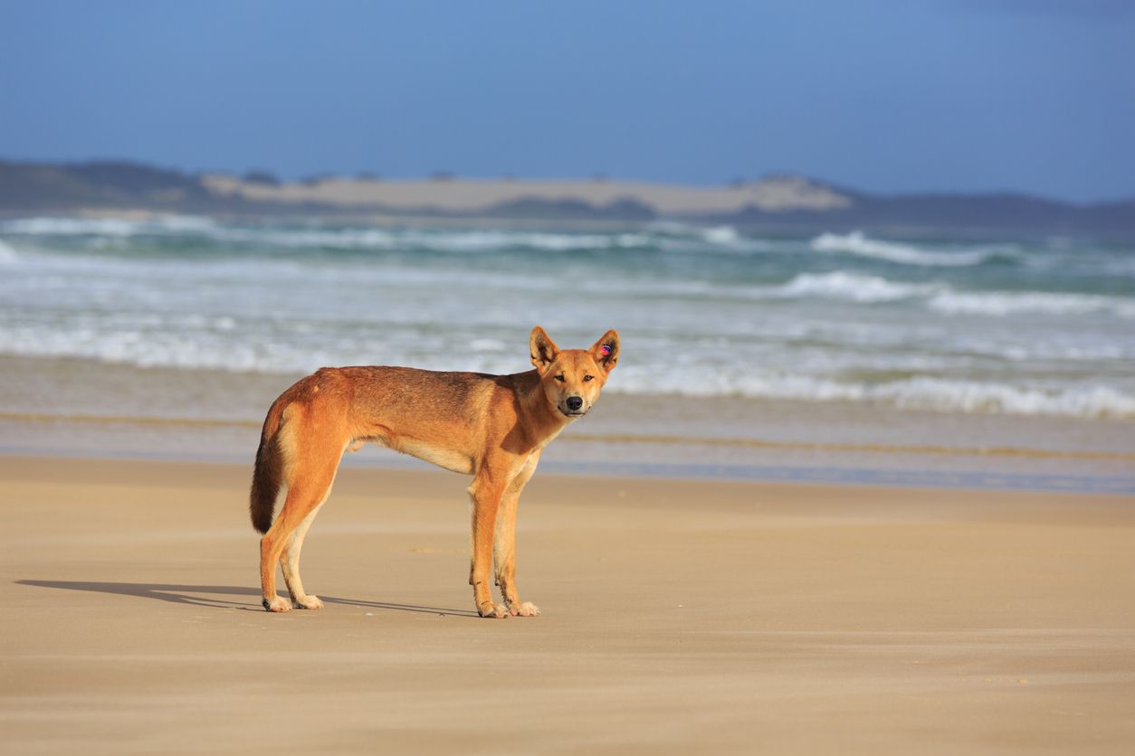 Die Dingos sind wilde Hunde am australischen und asiatischen Kontinent.