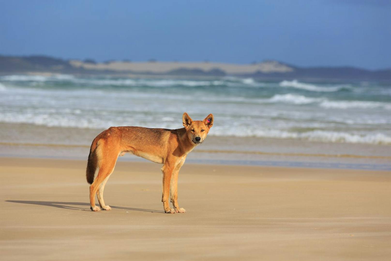 Keine Kuscheltiere – Dingos verfolgen Joggerin ins Meer