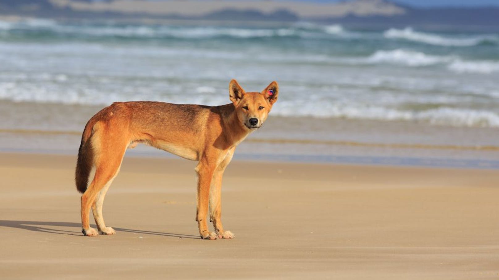 Die Dingos sind wilde Hunde am australischen und asiatischen Kontinent.