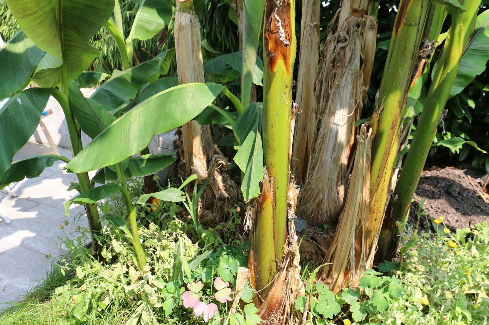 Die Bananen vermehren sich so schnell, sodass der Besitzer schon einige Stauden ausgraben und verschenken musste.