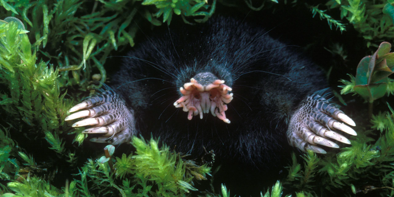 die hässlichsten tiere der welt