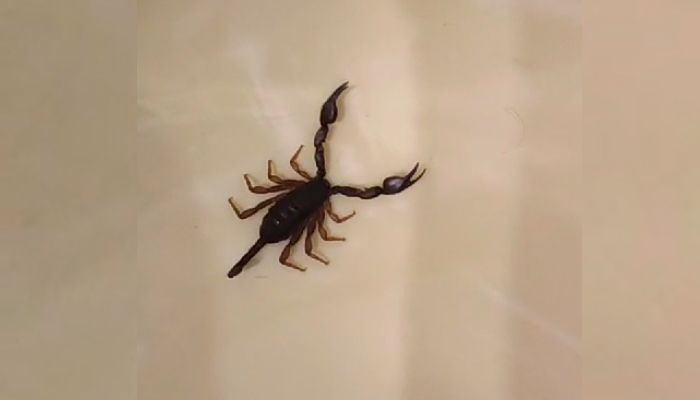 Dieser Skorpion fand die Familie bei ihrer Rückkehr aus Kroatien im Gepäck.