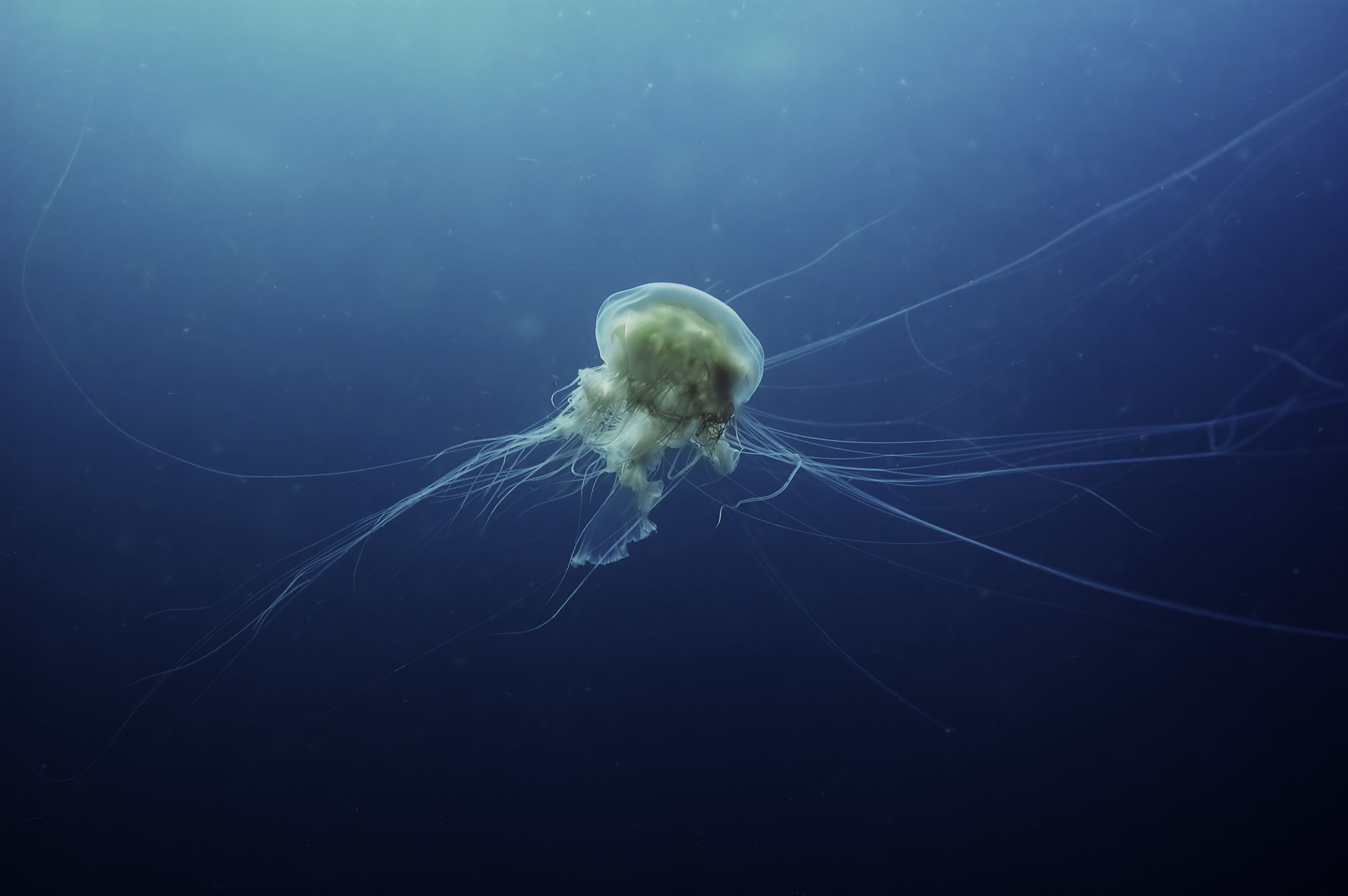 Die Tentakel der Feuerqualle sind bis zu 20 Meter lang.