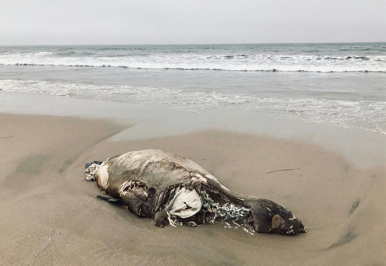 Der Strand ist vor allem von toten oder kranken Seelöwen und Delfinen gesäumt. 