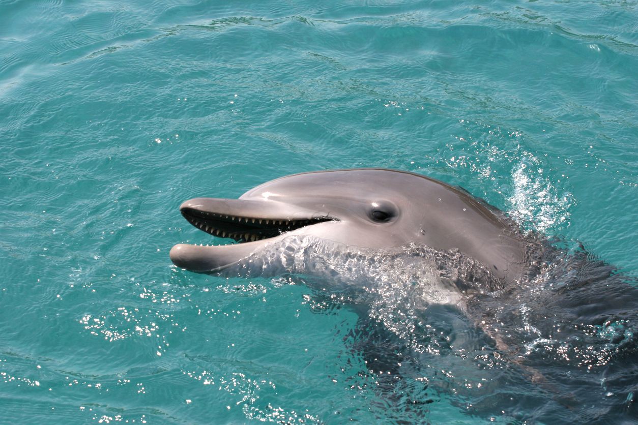 Das Säugetier mit dem ewigen Lächeln hat offenbar genug von der Menschheit.