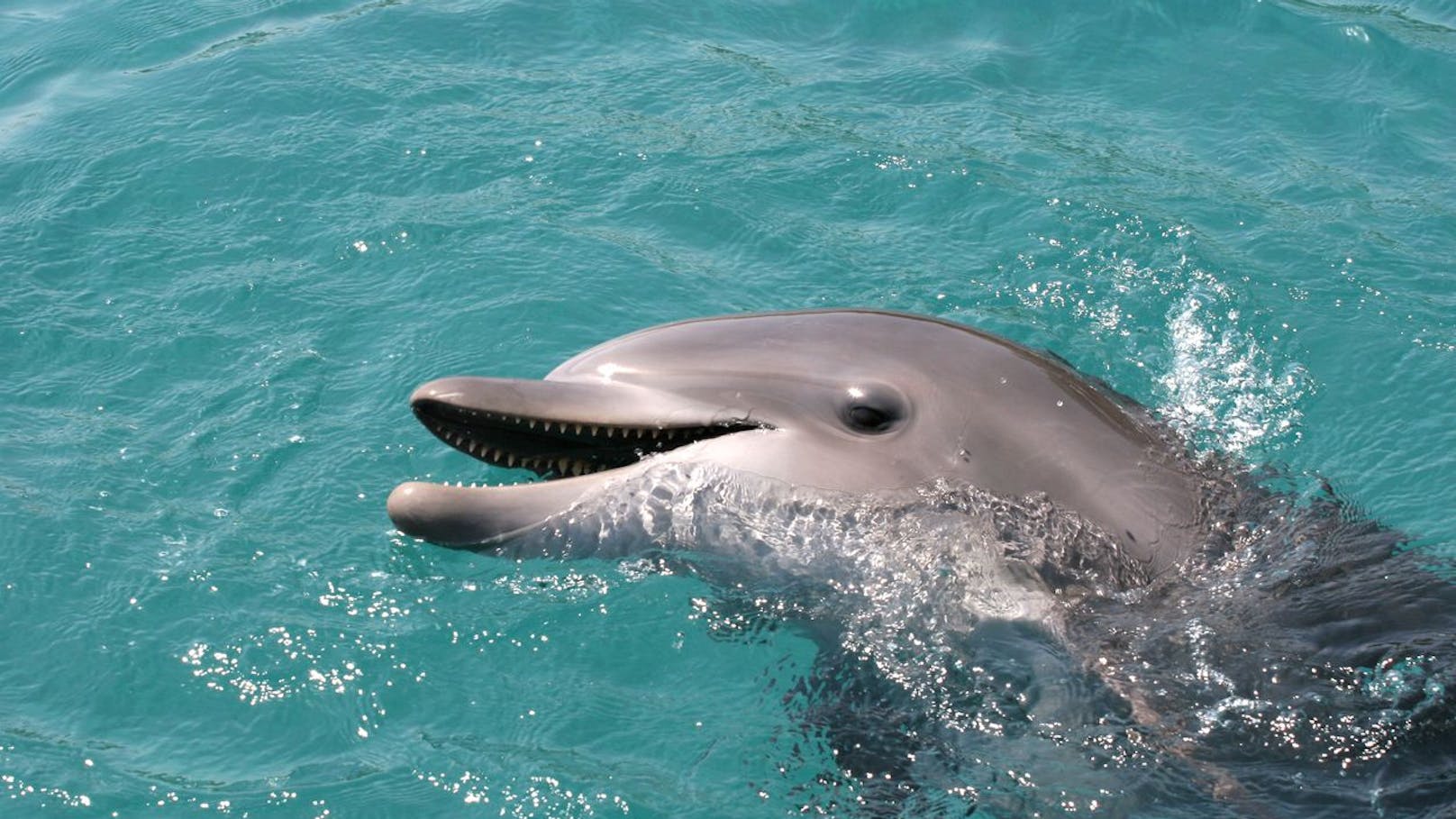 Sind Delfine bald gefährlicher als Haie?