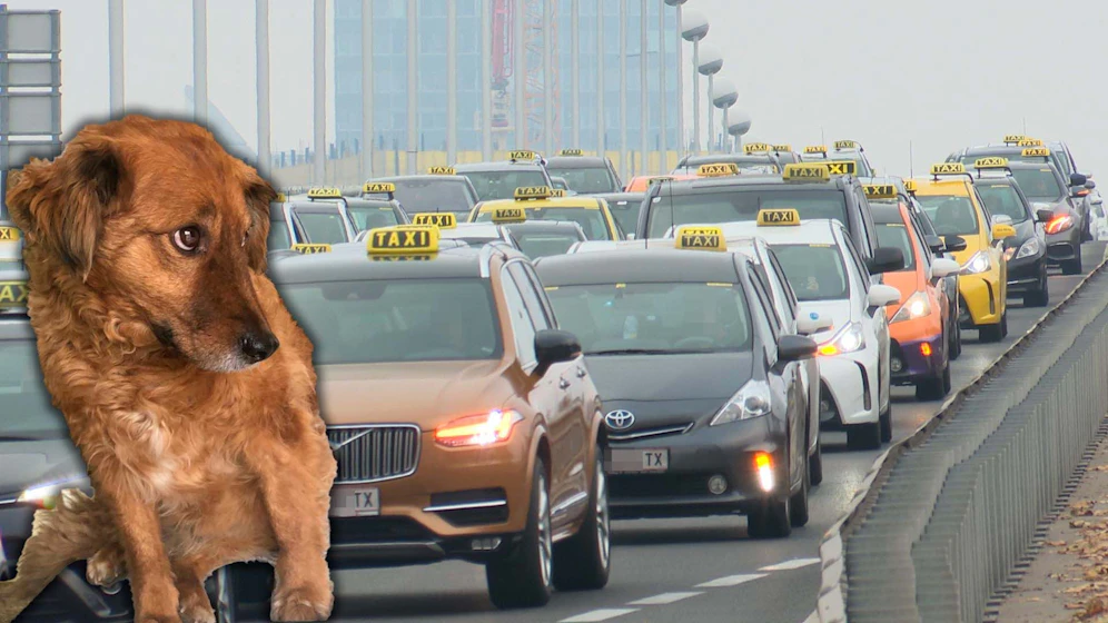 Der kleine Julius ist den Taxlern ein Dorn im Auge.