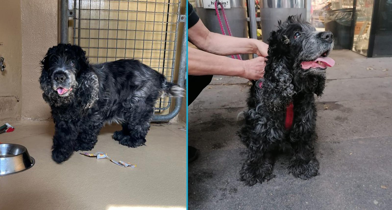 Die etwa fünfjährige Cocker Spaniel Dame wurde bei brütender Hitze einfach in Wien ausgesetzt.