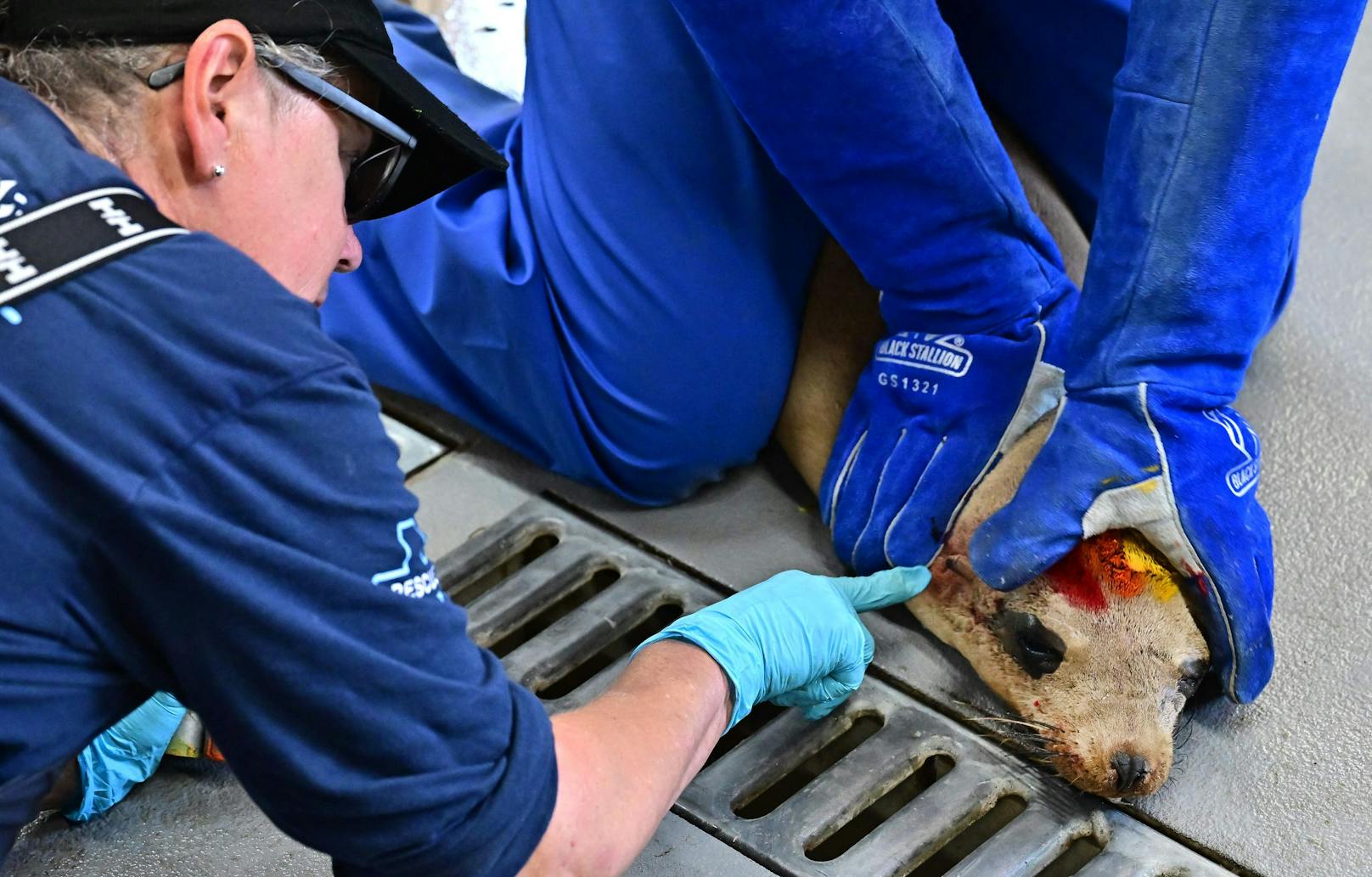 Das Channel Islands Marine and Wildlife Institut (Cimwi)  befindet sich 190 Kilometer nördlich von Los Angeles im US-Bundesstaat Kalifornien. 