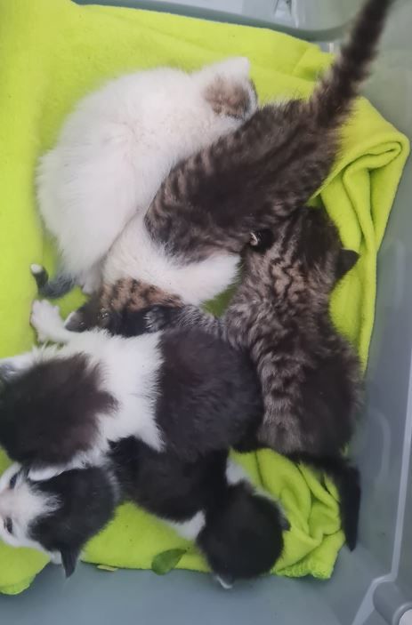 Die 6 Katzenbabys waren schon ziemlich ausgetrocknet.