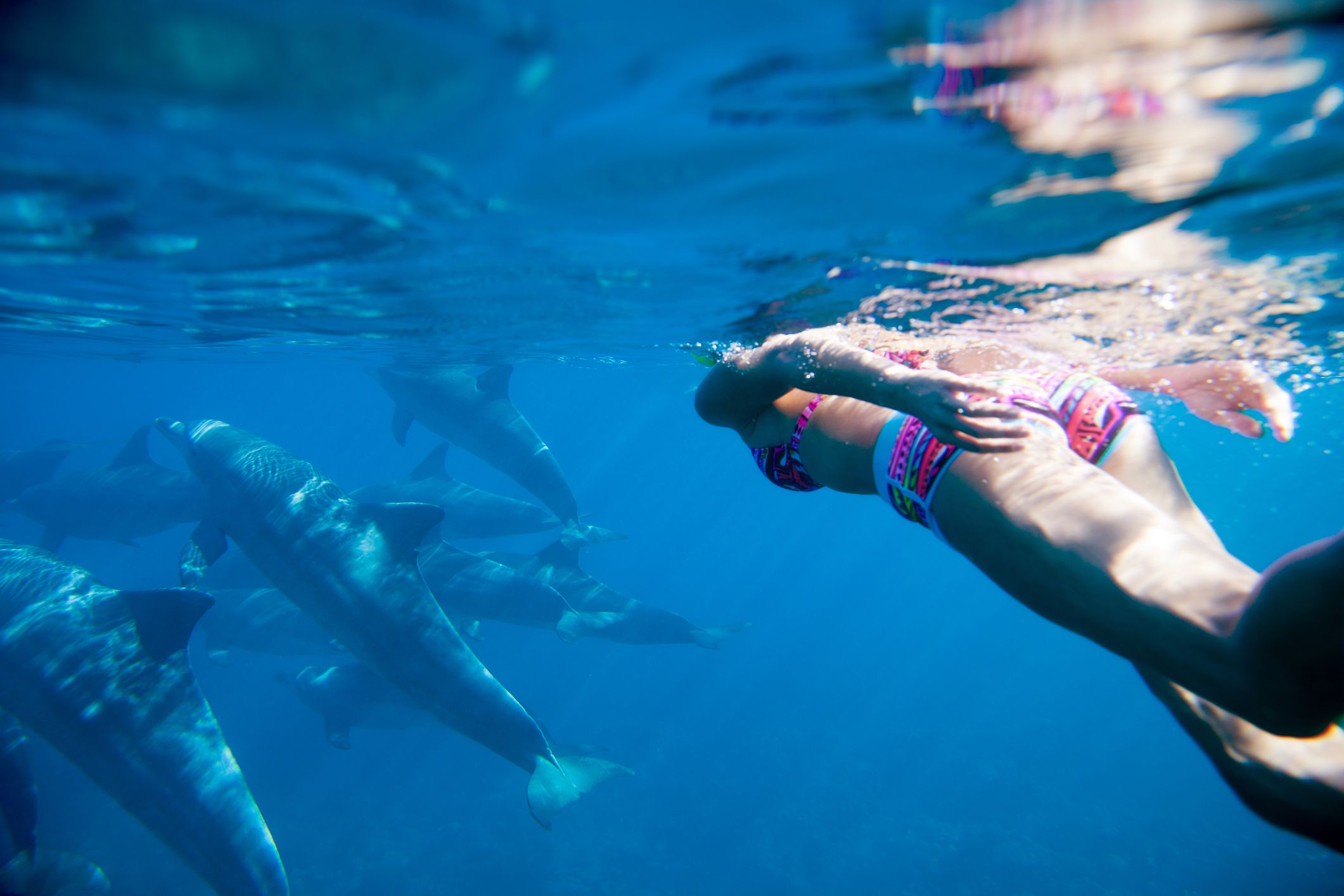 In Japan sind mehrere Schwimmer von Delfinen attackiert und verletzt worden (Symbolbild)