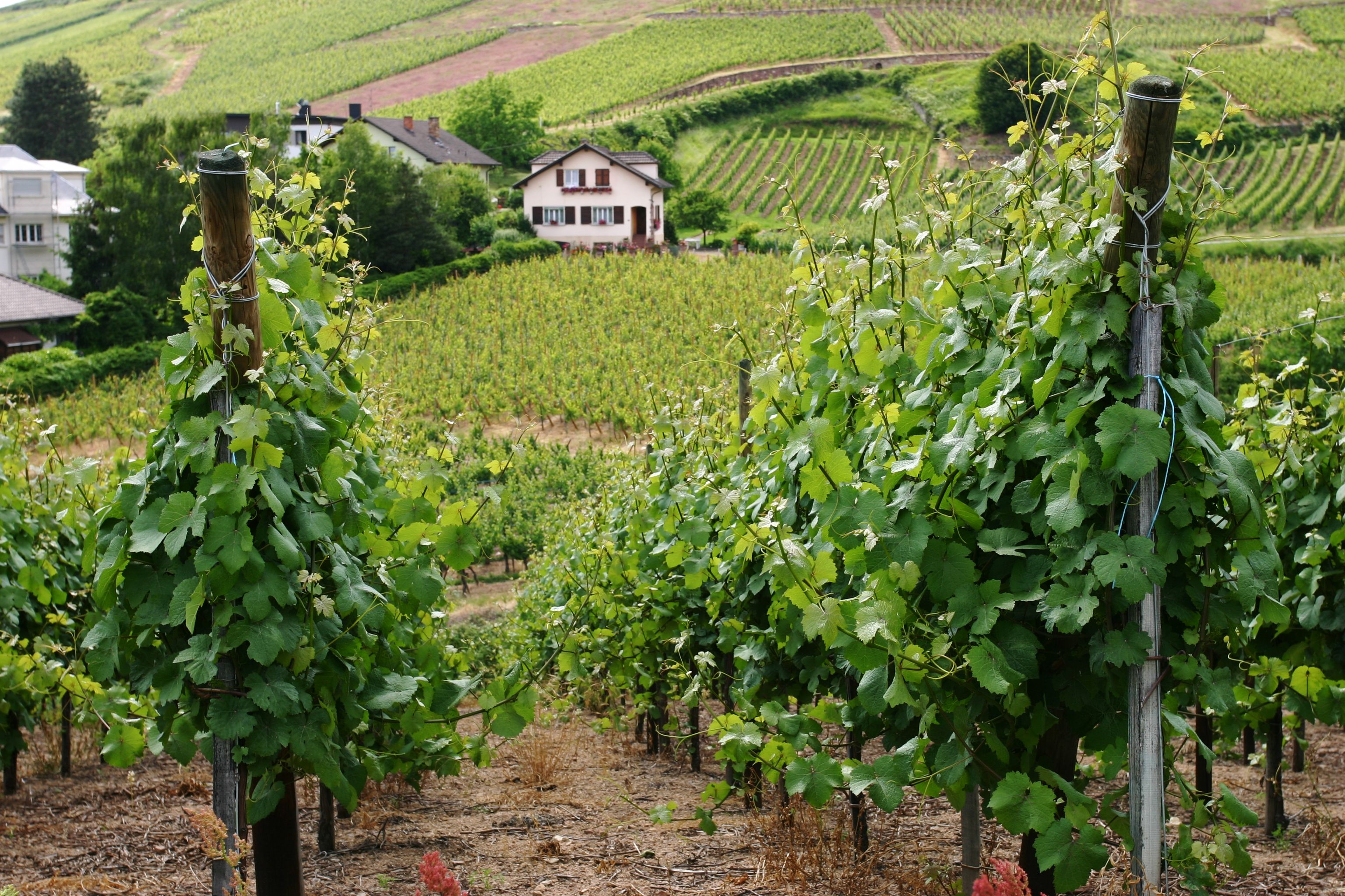 Das neue Haus soll von Weinbergen umgeben sein, doch diese gibt es hier nicht.