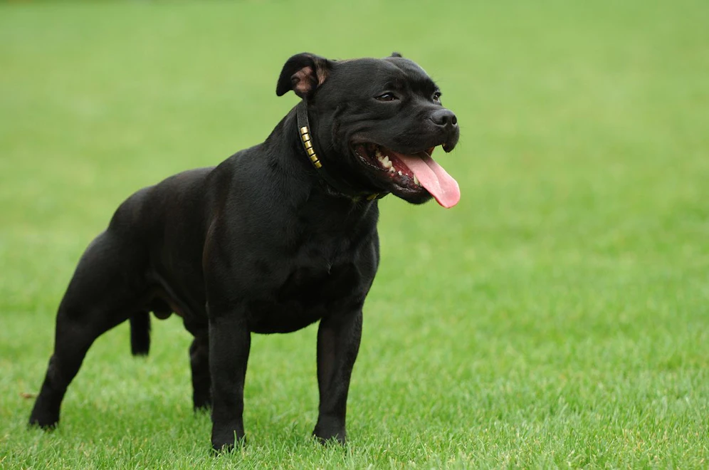 Der American Pitbull Terrier verletzte eine Radfahrerin schwer.