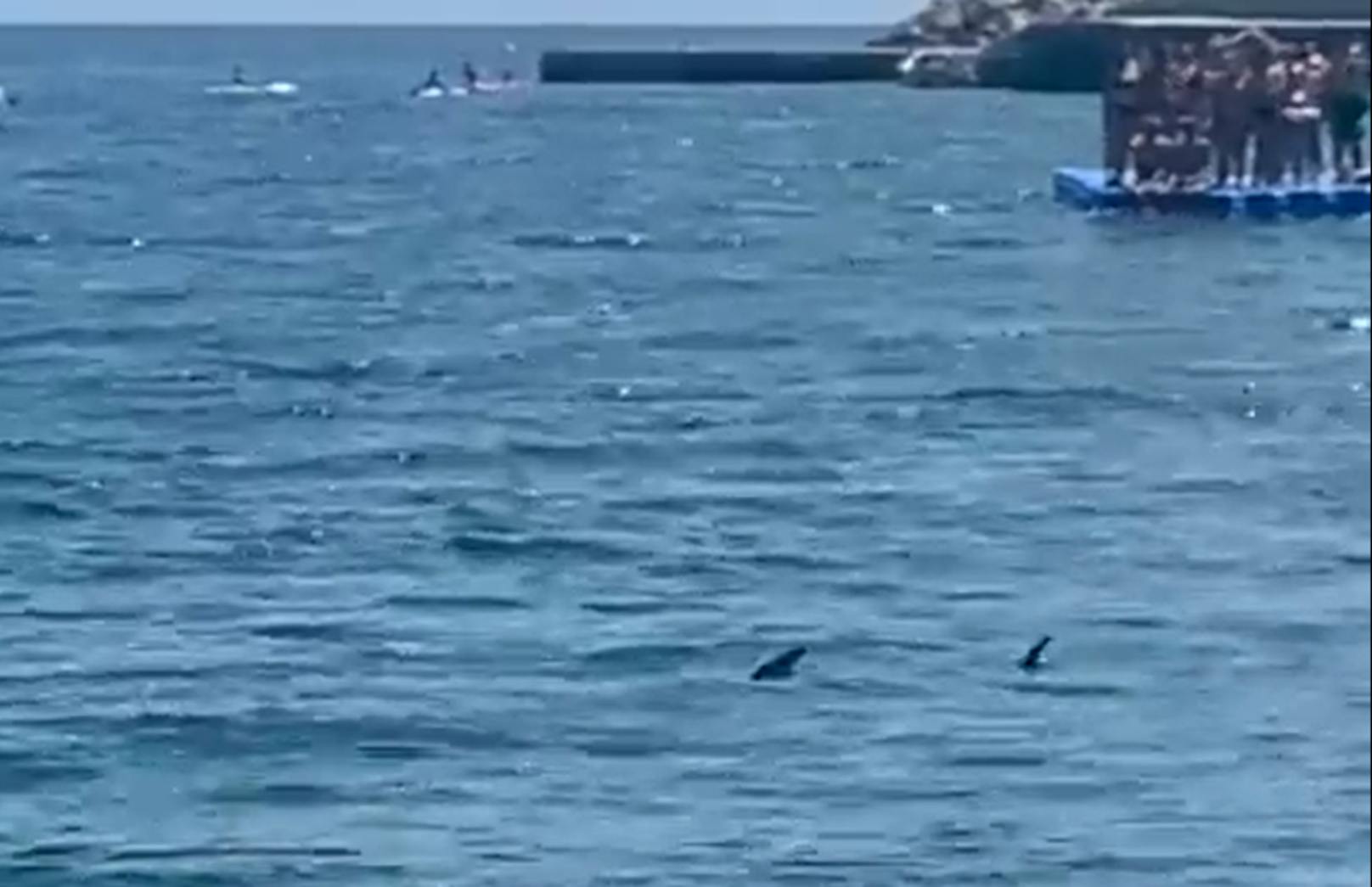 Einige Urlauber flüchteten auf eine Plattform im Meer, als sie die Haie entdeckten.