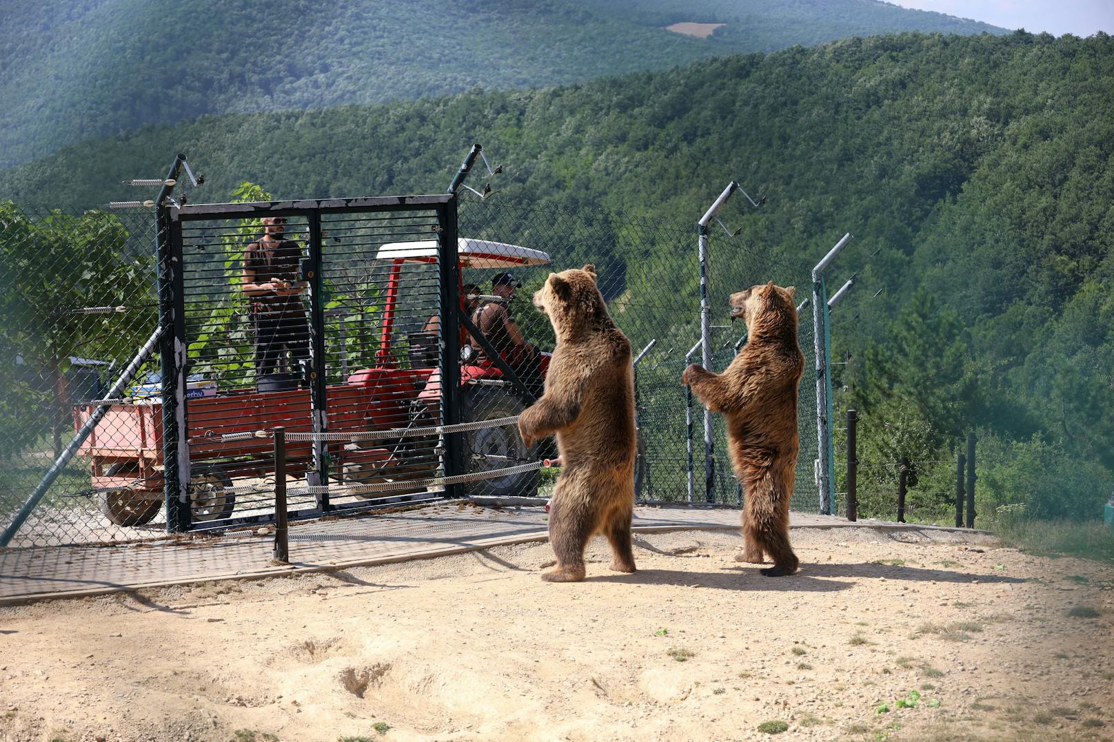 Zwei Braunbären im Bärenwald Pristina warten auf gefrorene Früchte für ein bisschen Abkühlung. Auch im Kosovo stiegen die Temperaturen Richtung 40 Grad.